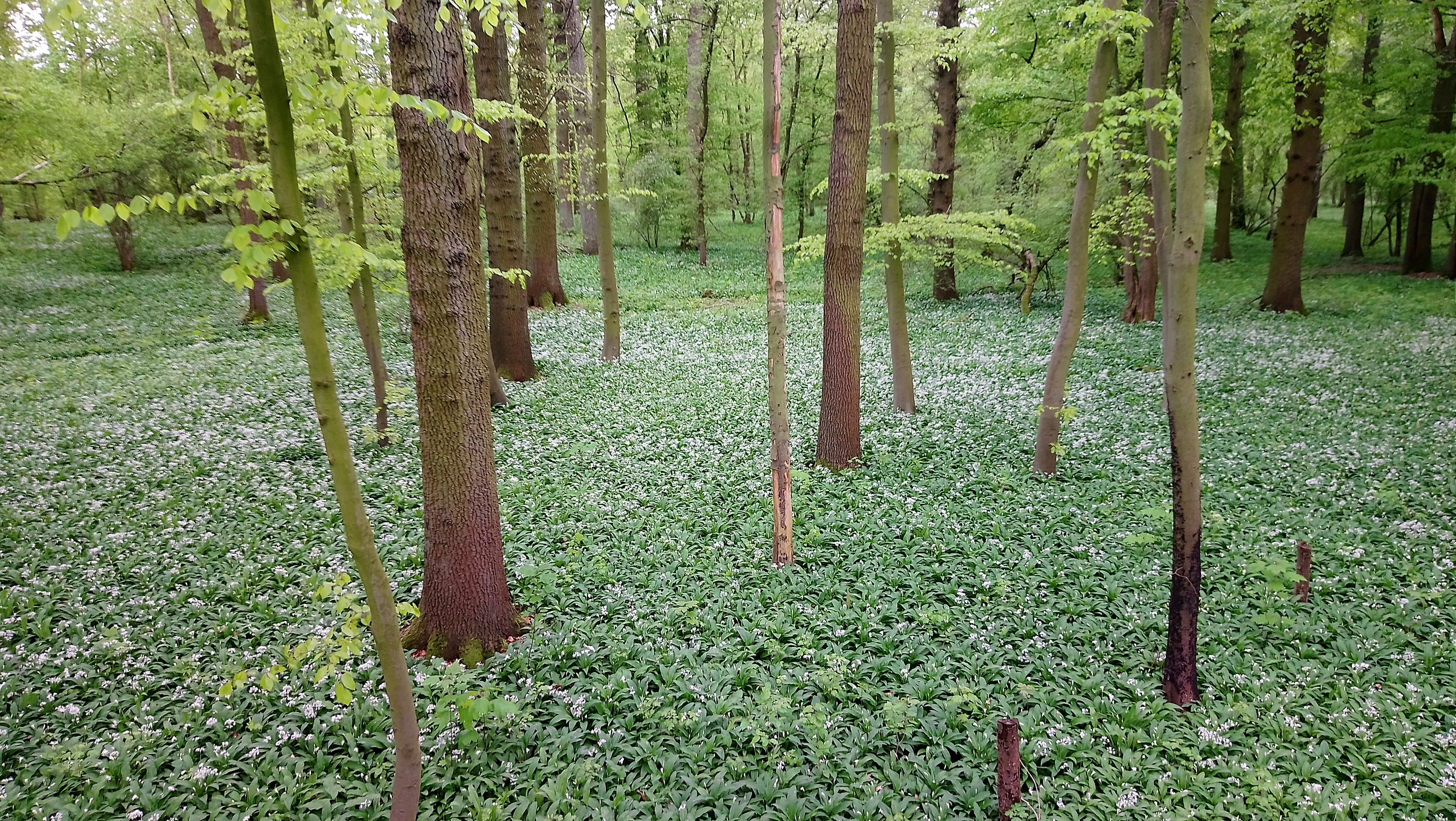 Radtour Baerlauchwald
